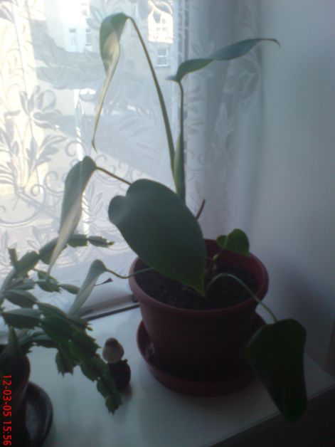 dsc00037.jpg